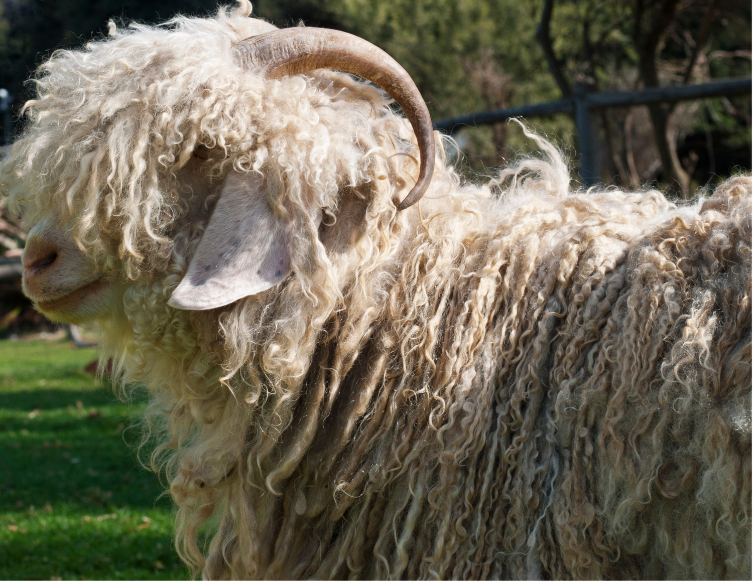 Close-up of a curly-haired sheep with large horns in a green outdoor setting