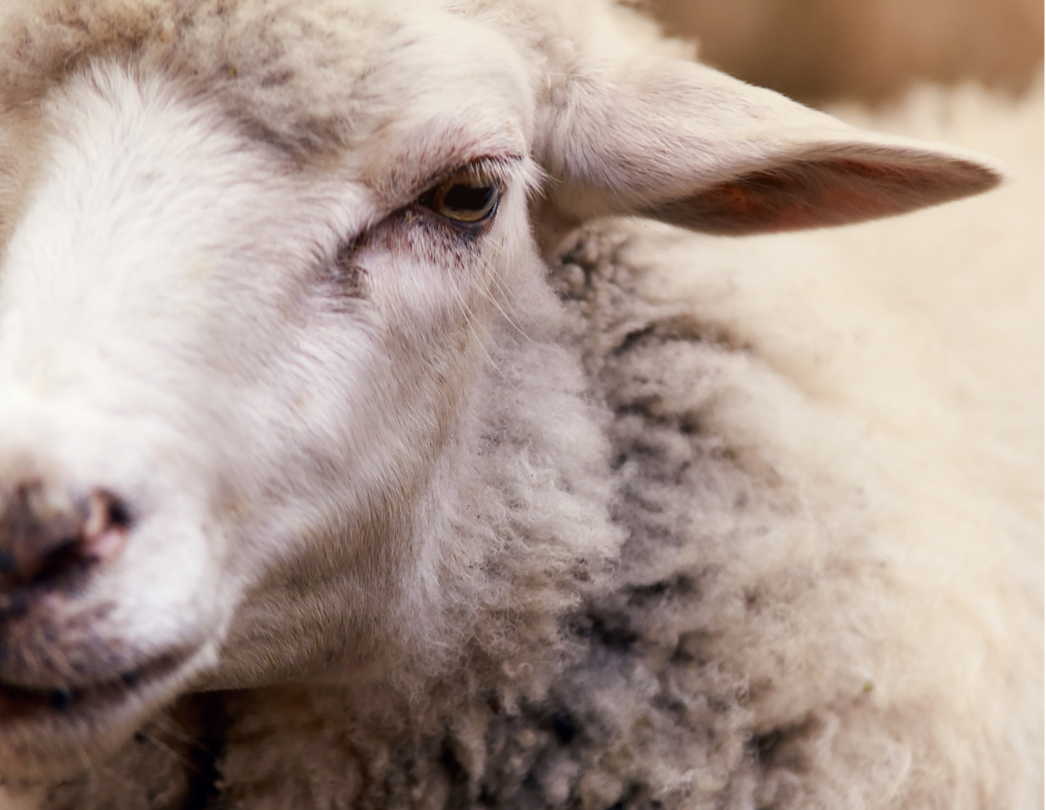 Close-up of a white sheep's face and woolly fleece texture in natural light