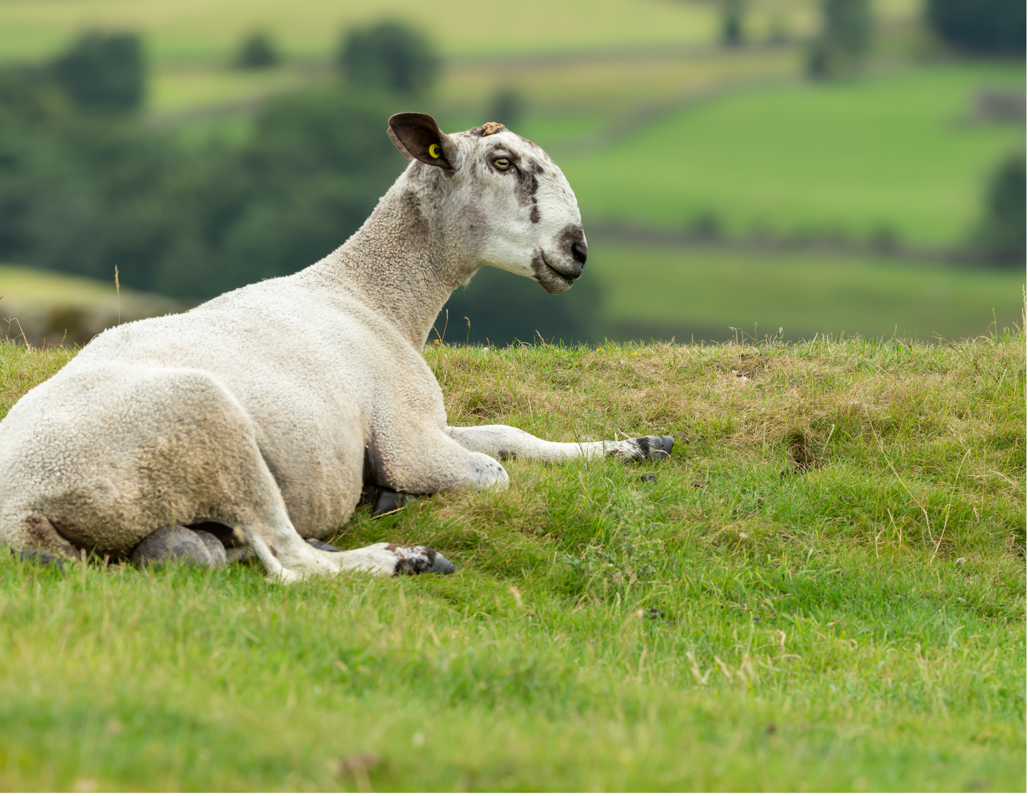 White sheep lying on grass in a green countryside landscape with rolling hills