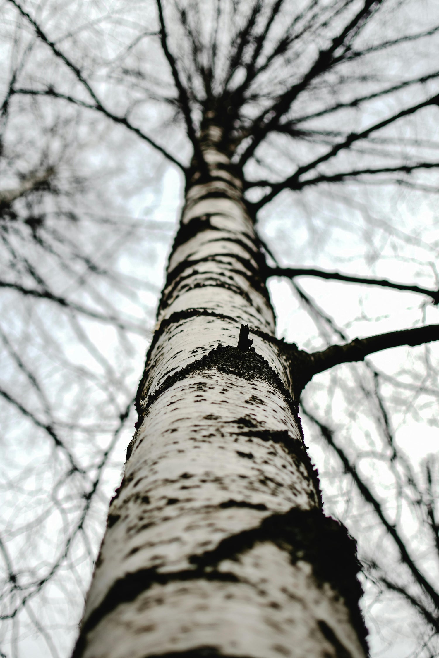 Close-up view of a tall birch tree trunk with leafless branches against a cloudy sky
