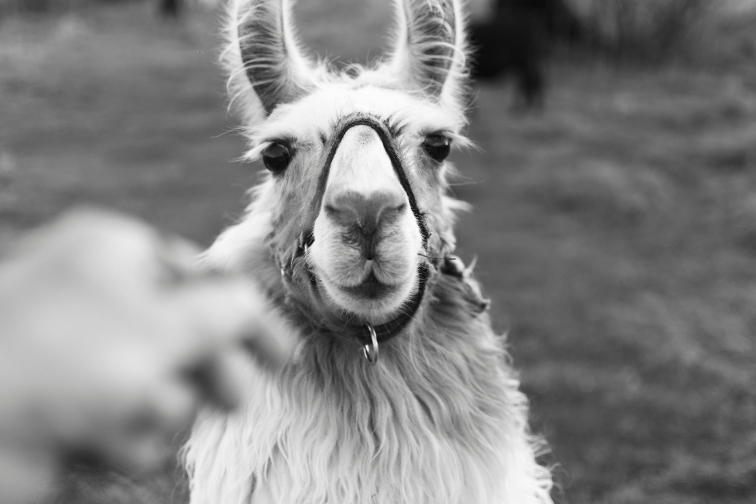 Close-up black and white photo of a llama with a harness in an outdoor grassy setting