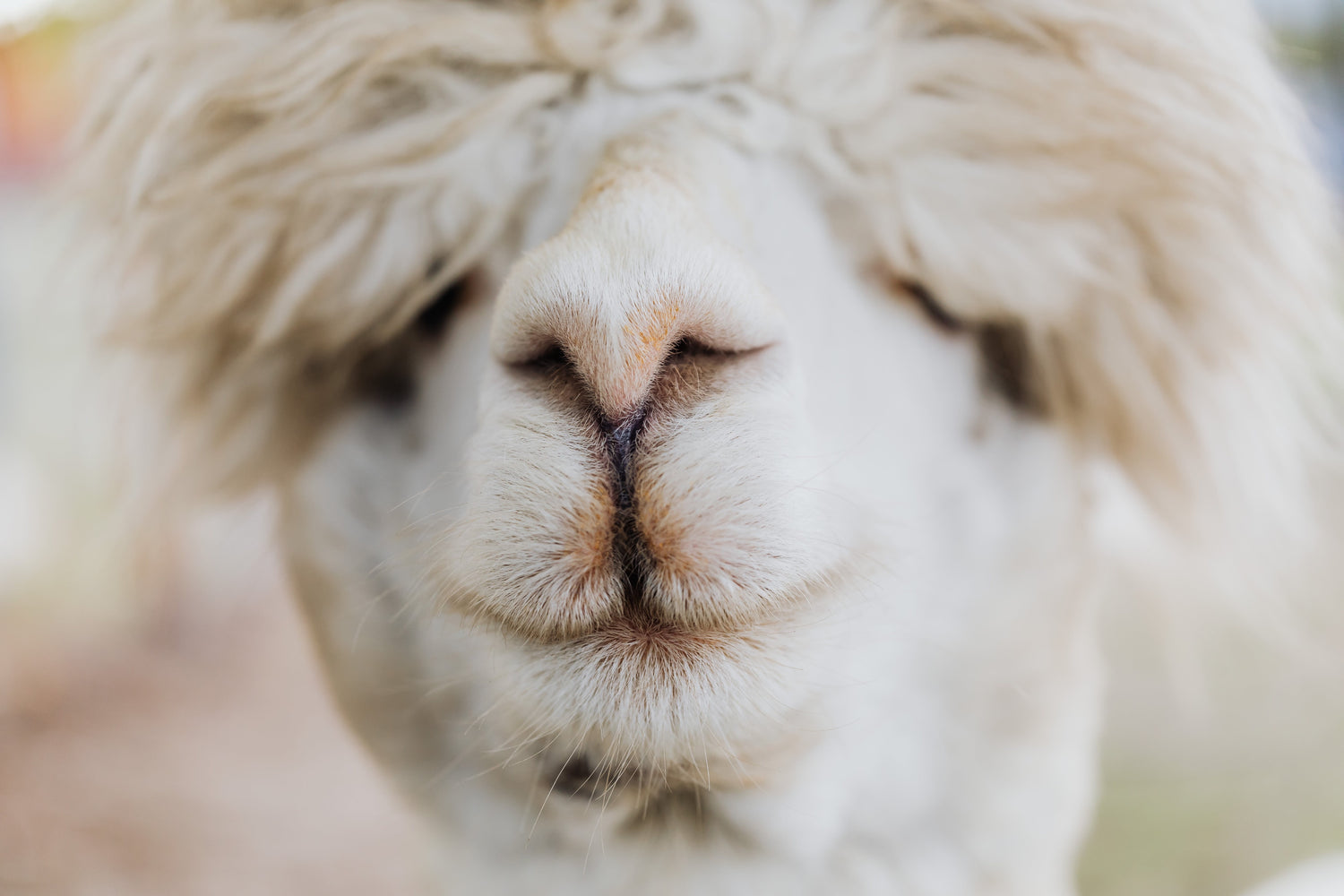 Close-up of a white alpaca's nose and fluffy fur with a blurred outdoor background