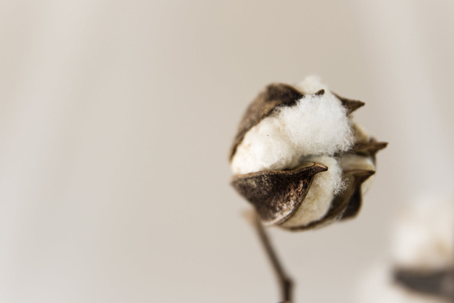 Close-up of a cotton boll with white fluffy cotton and brown dried husk on neutral background