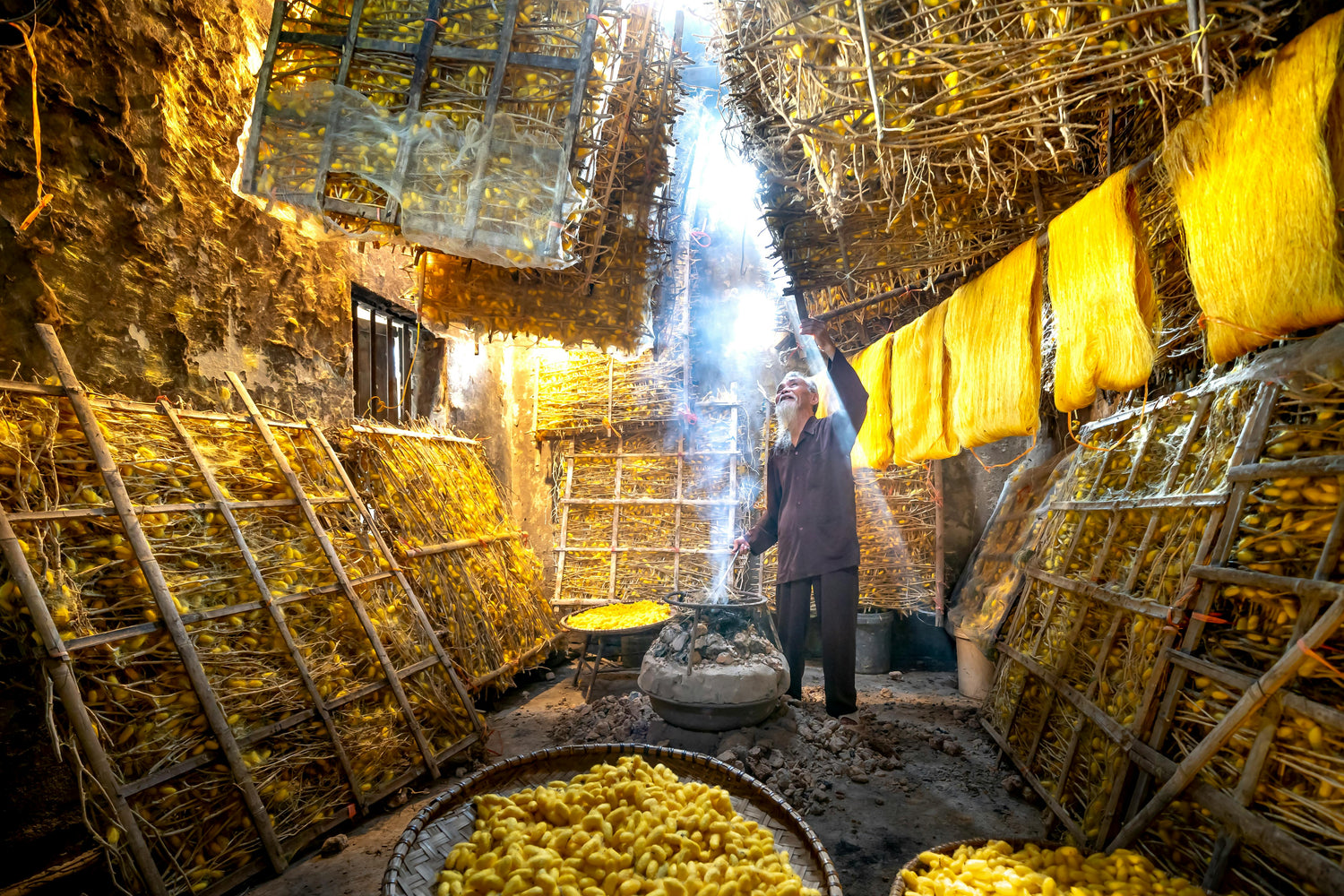 Elderly man processing yellow silk cocoons in a rustic silk farm with bamboo racks and warm light
