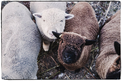 Locally Grown Southdown Babydoll Sheep Yarn | Worsted