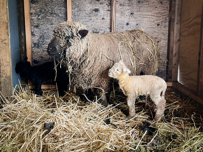 Locally Grown Southdown Babydoll Sheep Yarn | Worsted